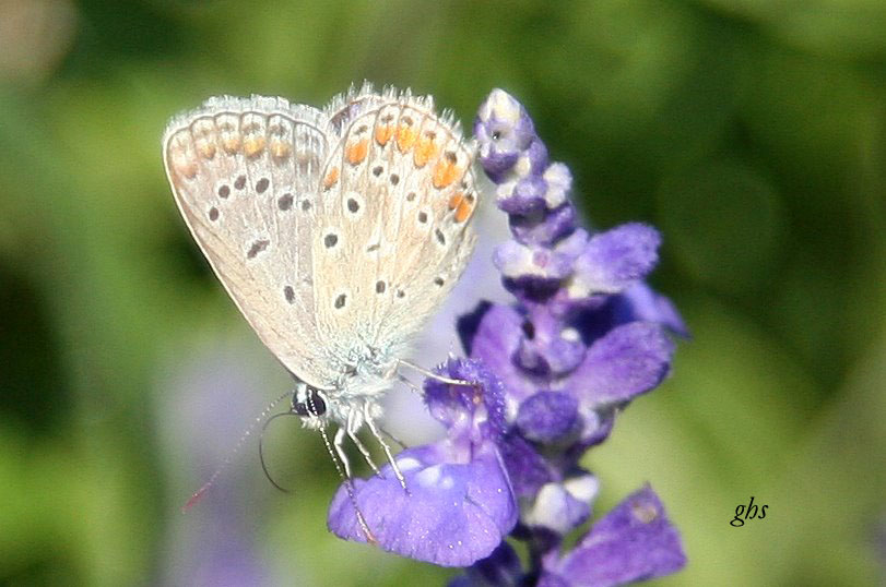 petit papillon 1