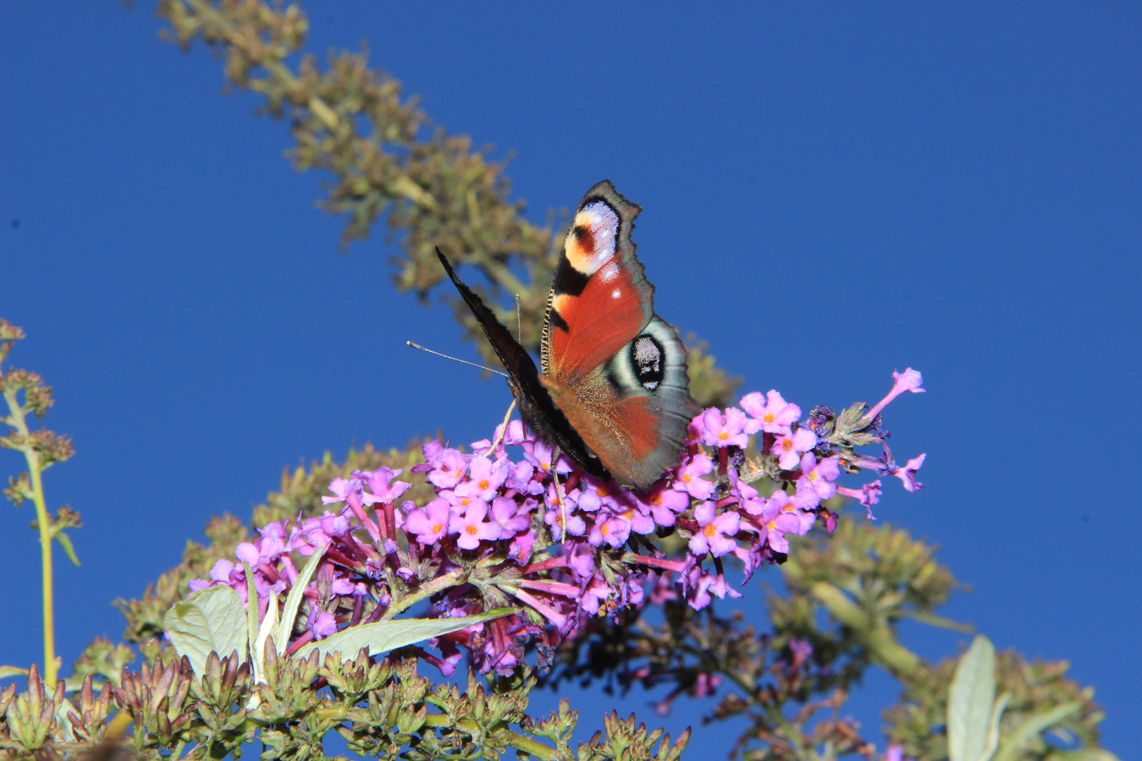 Petit Papillon (2)