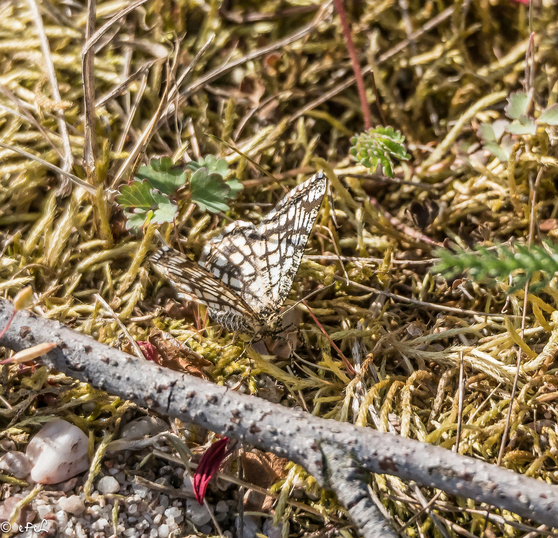 Petit papillon