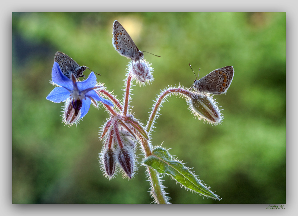 Petit papillon