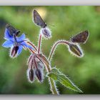 Petit papillon