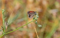 Petit papillon