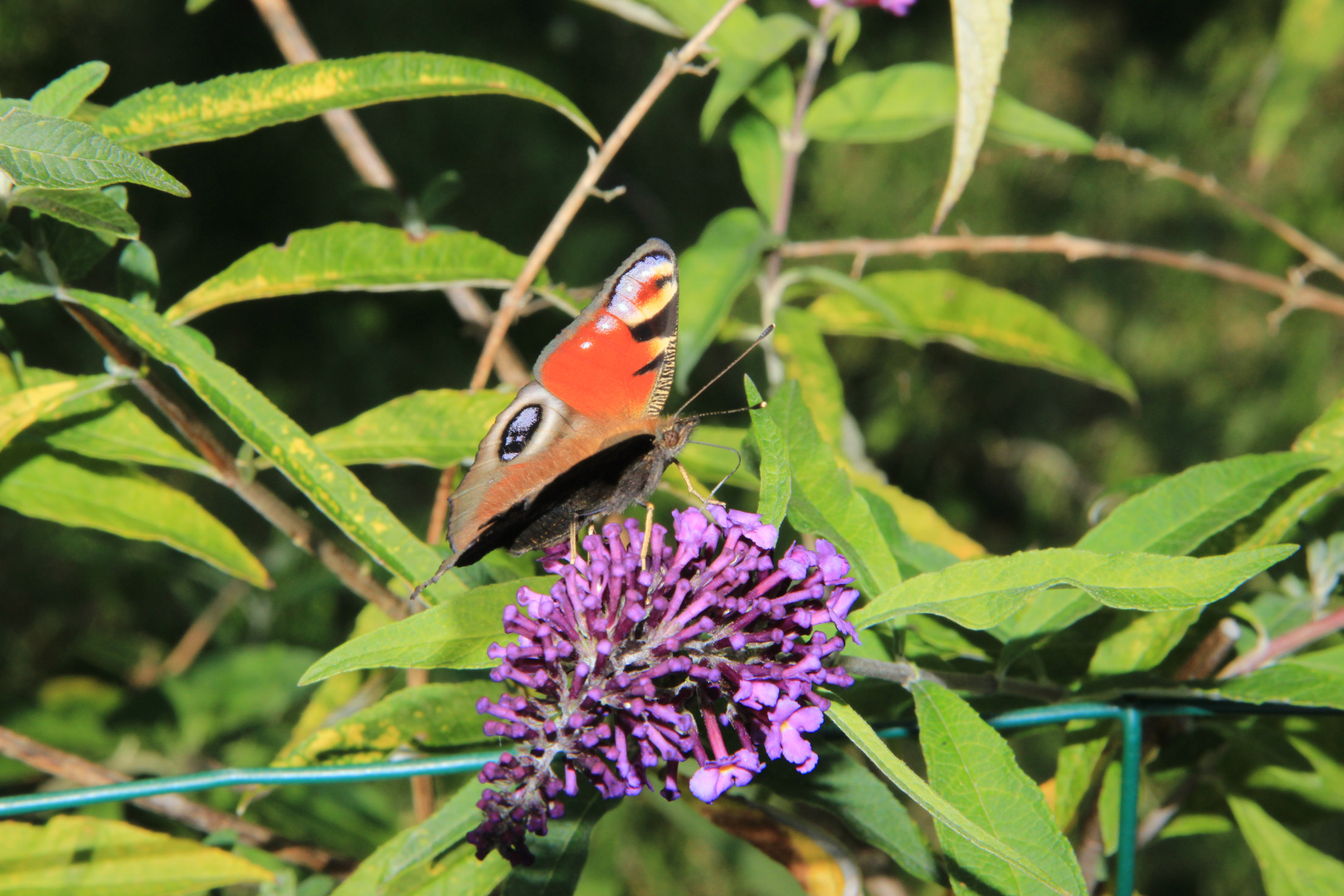 Petit Papillon