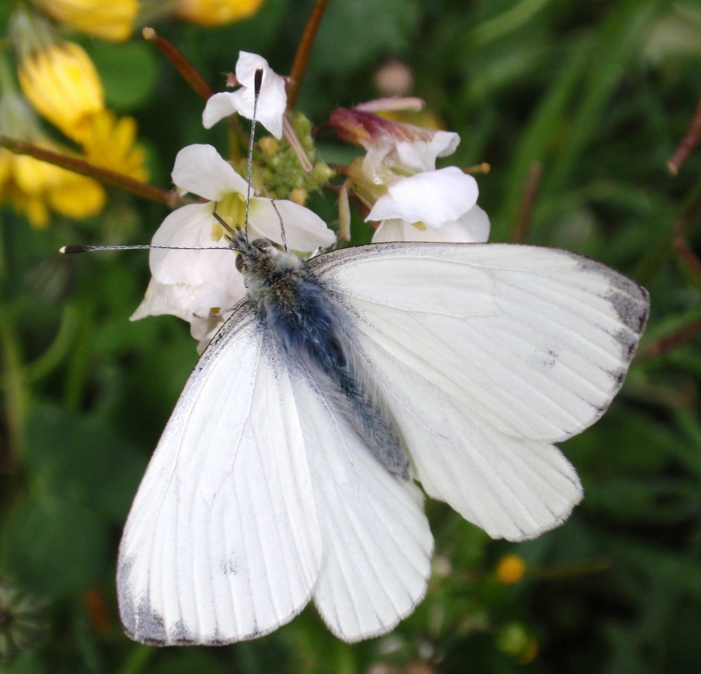 Petit papillon