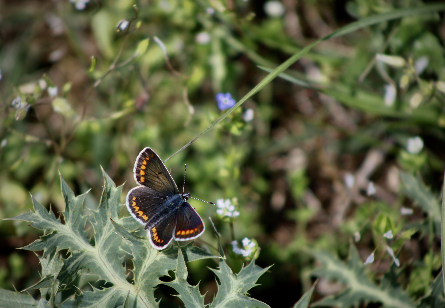 ... petit papillon !!!...