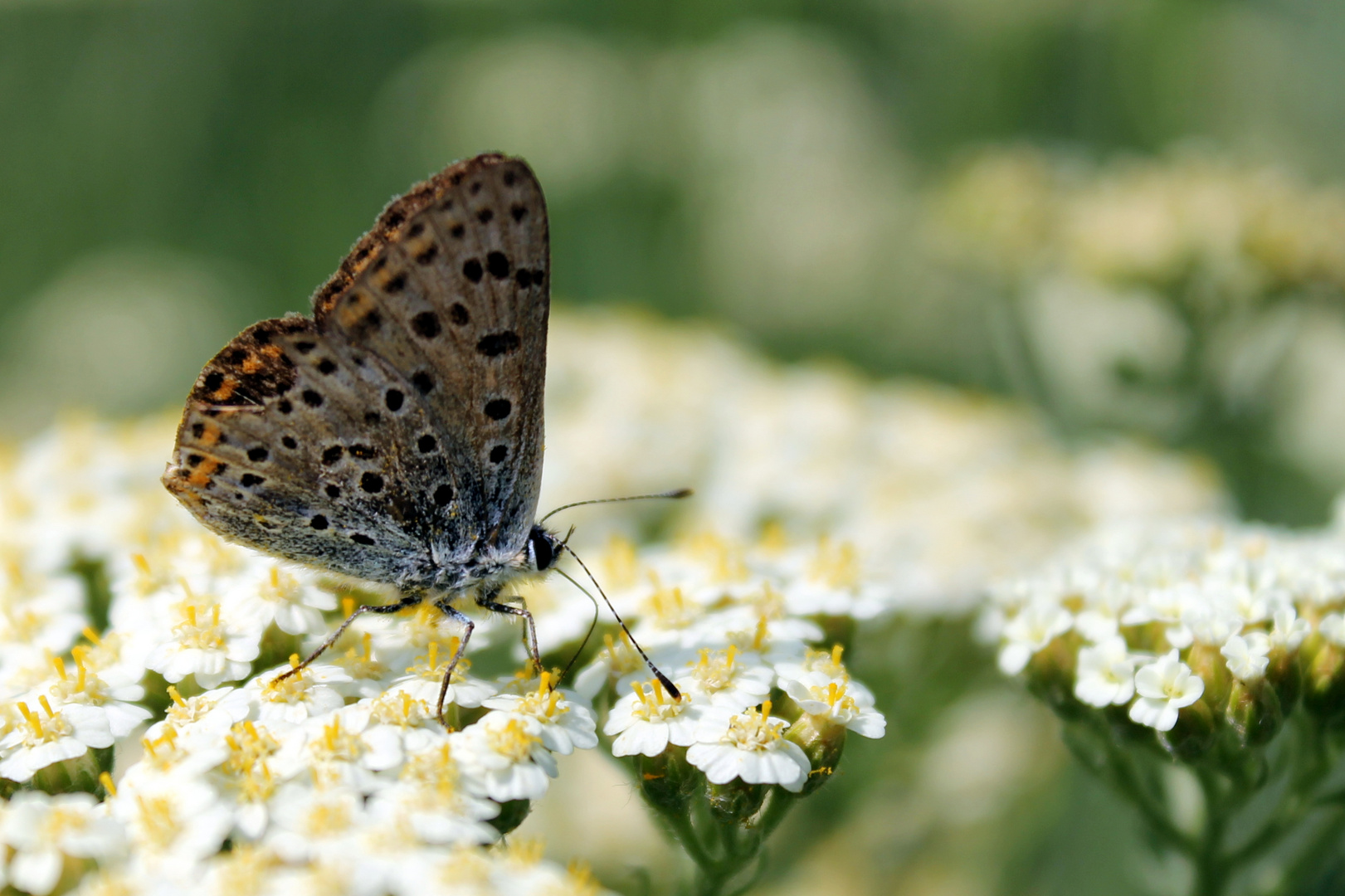 petit papillon