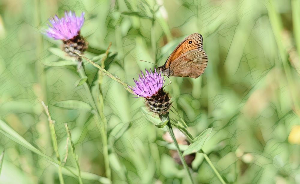 Petit Papillon  Amarillys 