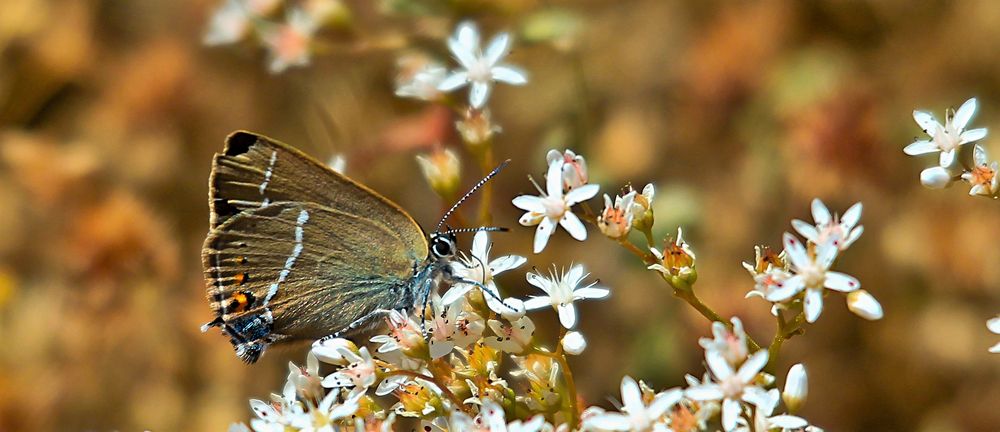 PETIT PAPILLON