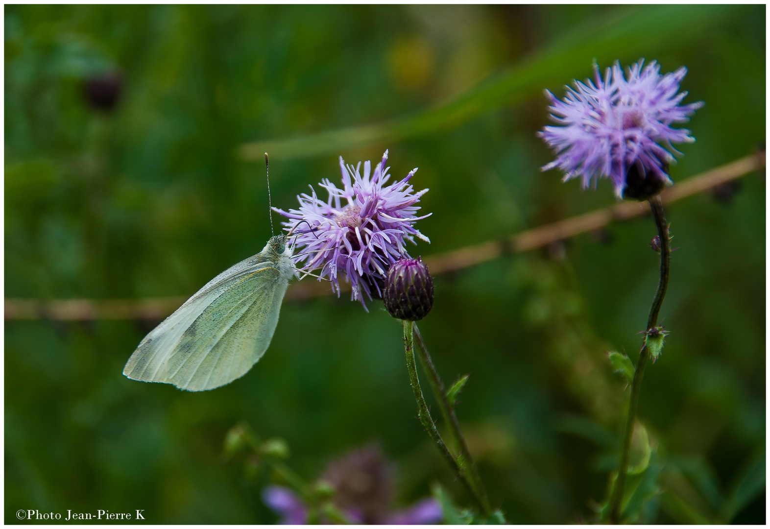 Petit papillon blanc