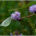 Petit papillon blanc