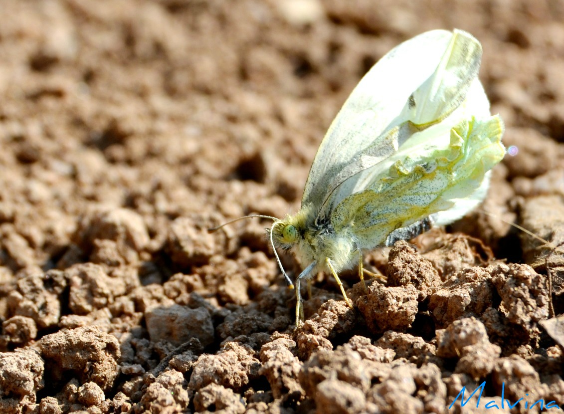 Petit papillon