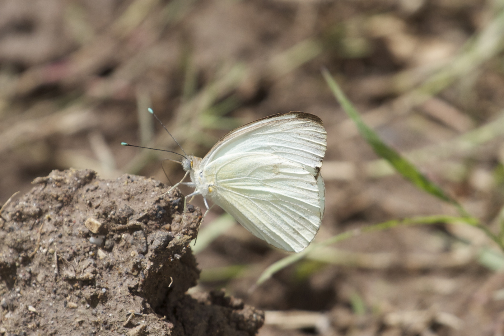 petit papillon