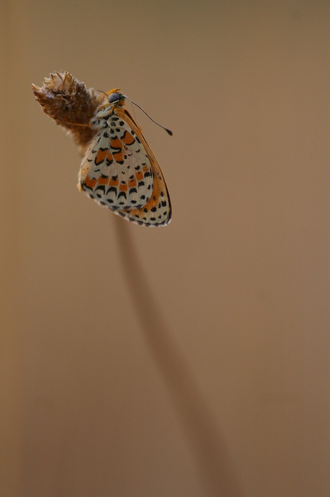 Petit papillon du matin