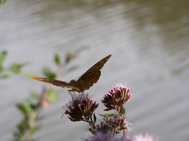 petit papillon