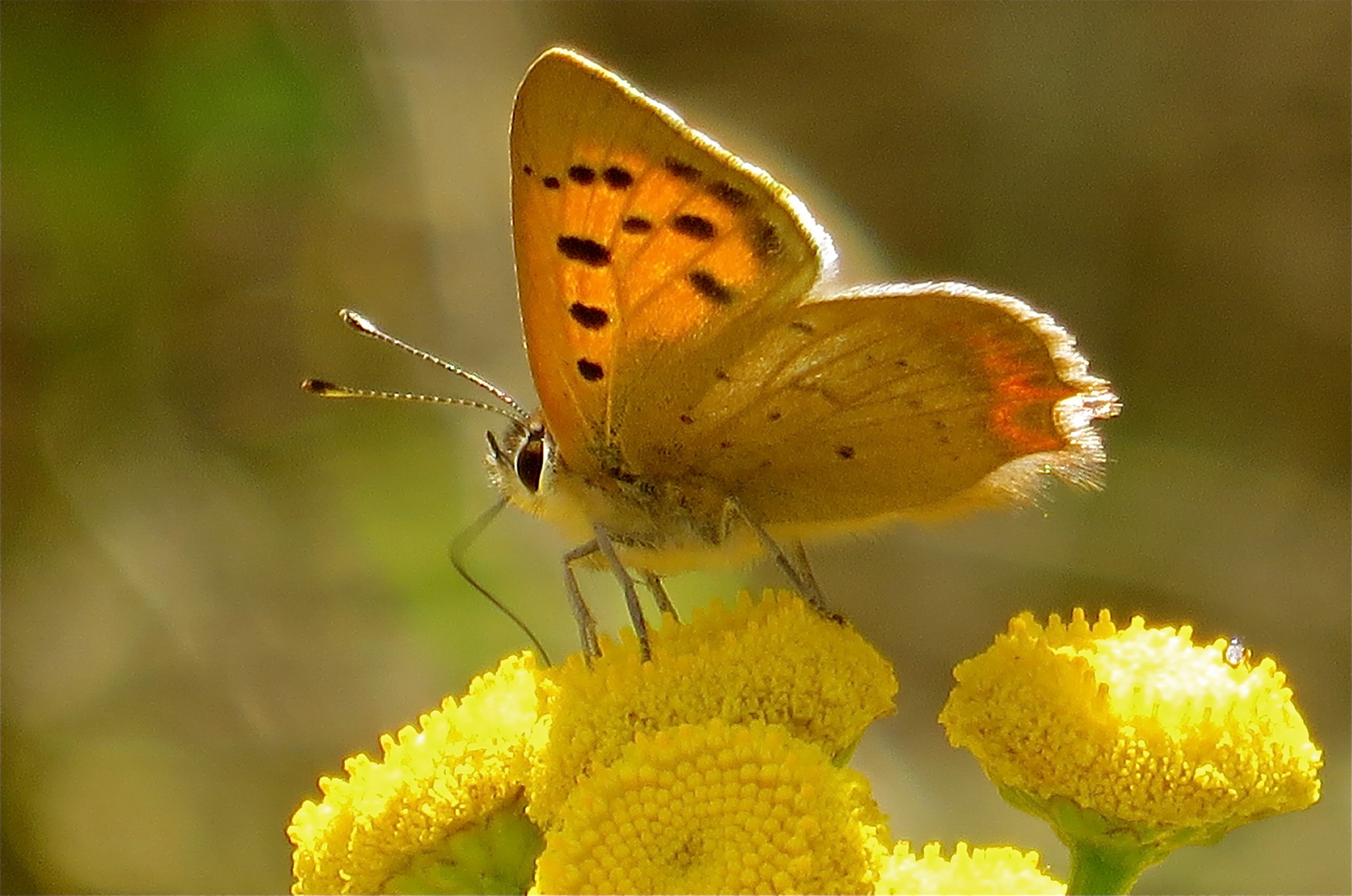 ...petit papillon !!!...