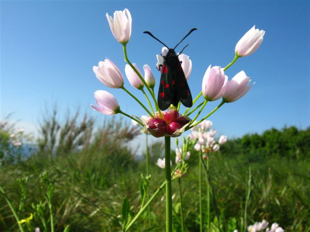 Petit papillon gourmand