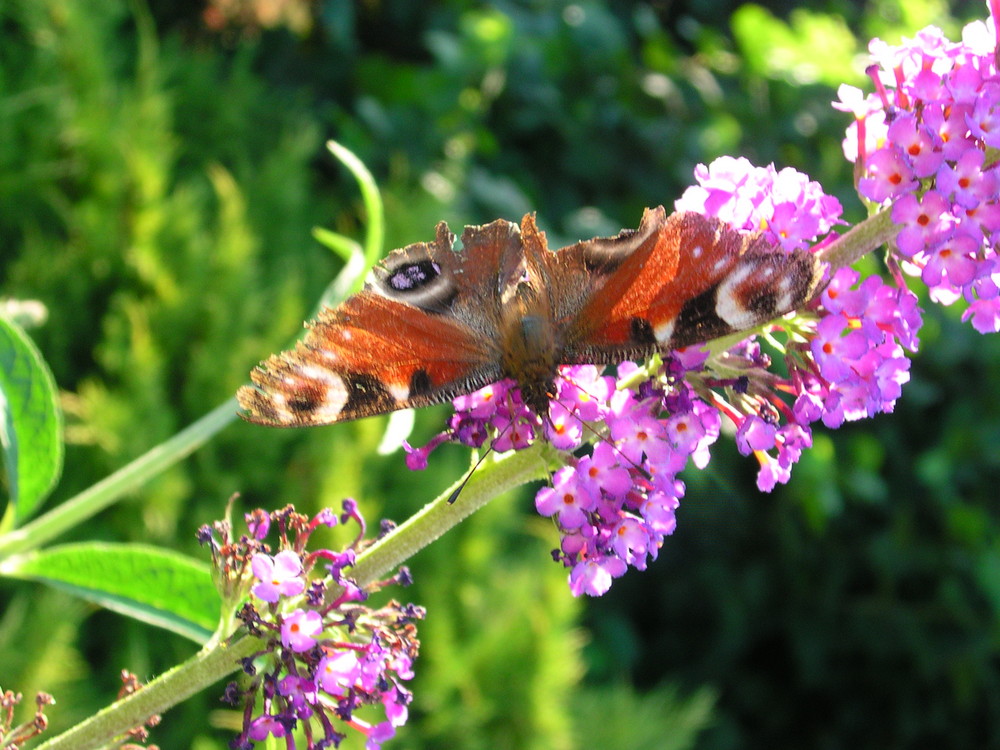 Petit papillon qui butine