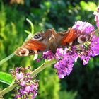 Petit papillon qui butine