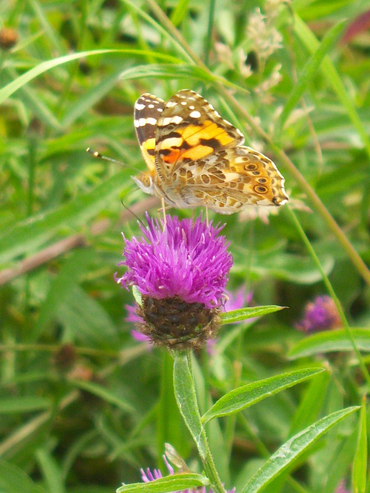 Petit papillon ... se régale à l'aise ...