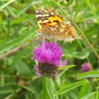 Petit papillon ... se régale à l'aise ...