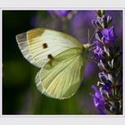 " Petit papillon sur fond de BUGS "