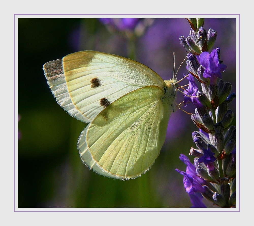 " Petit papillon sur fond de BUGS "