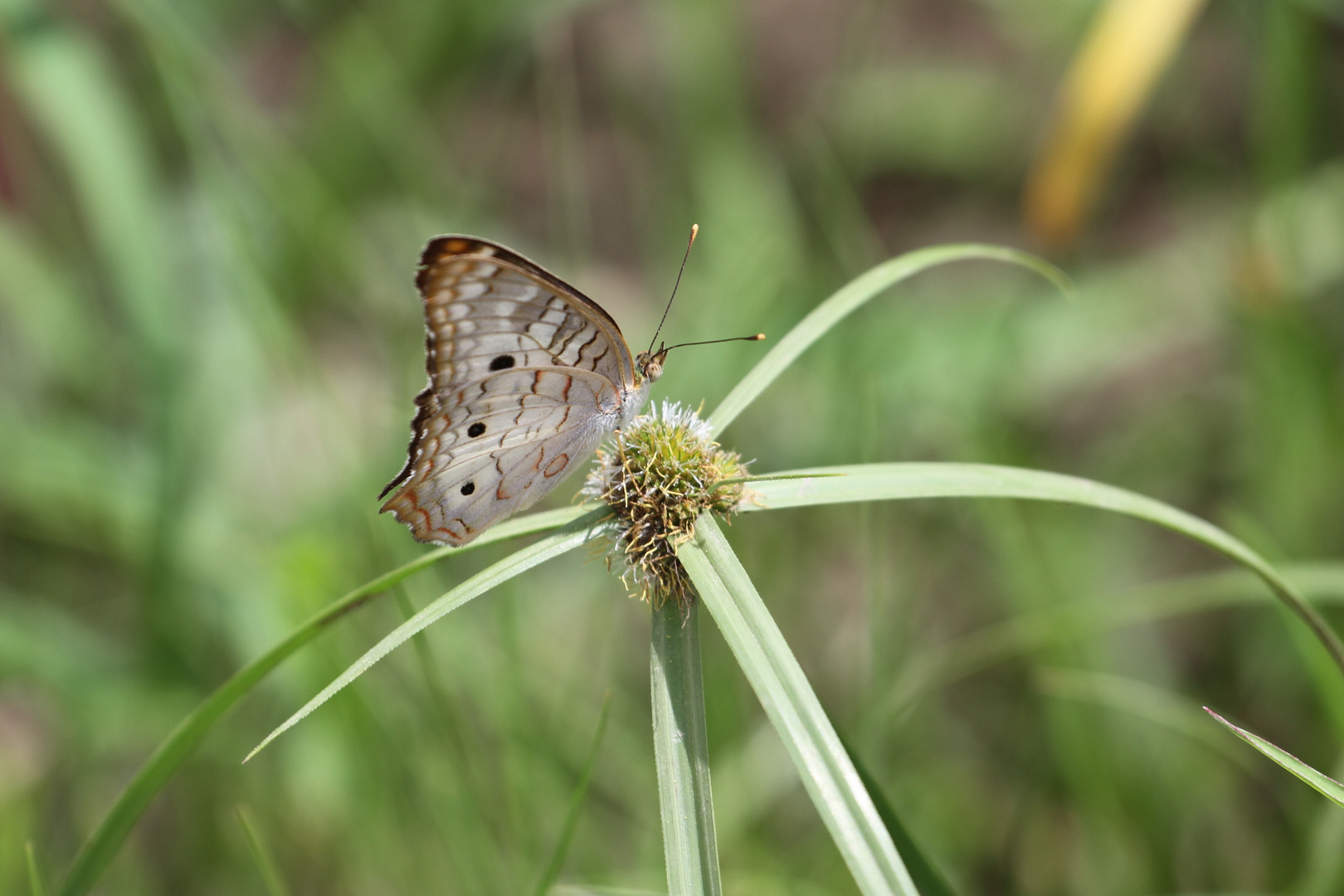 petit papillon2