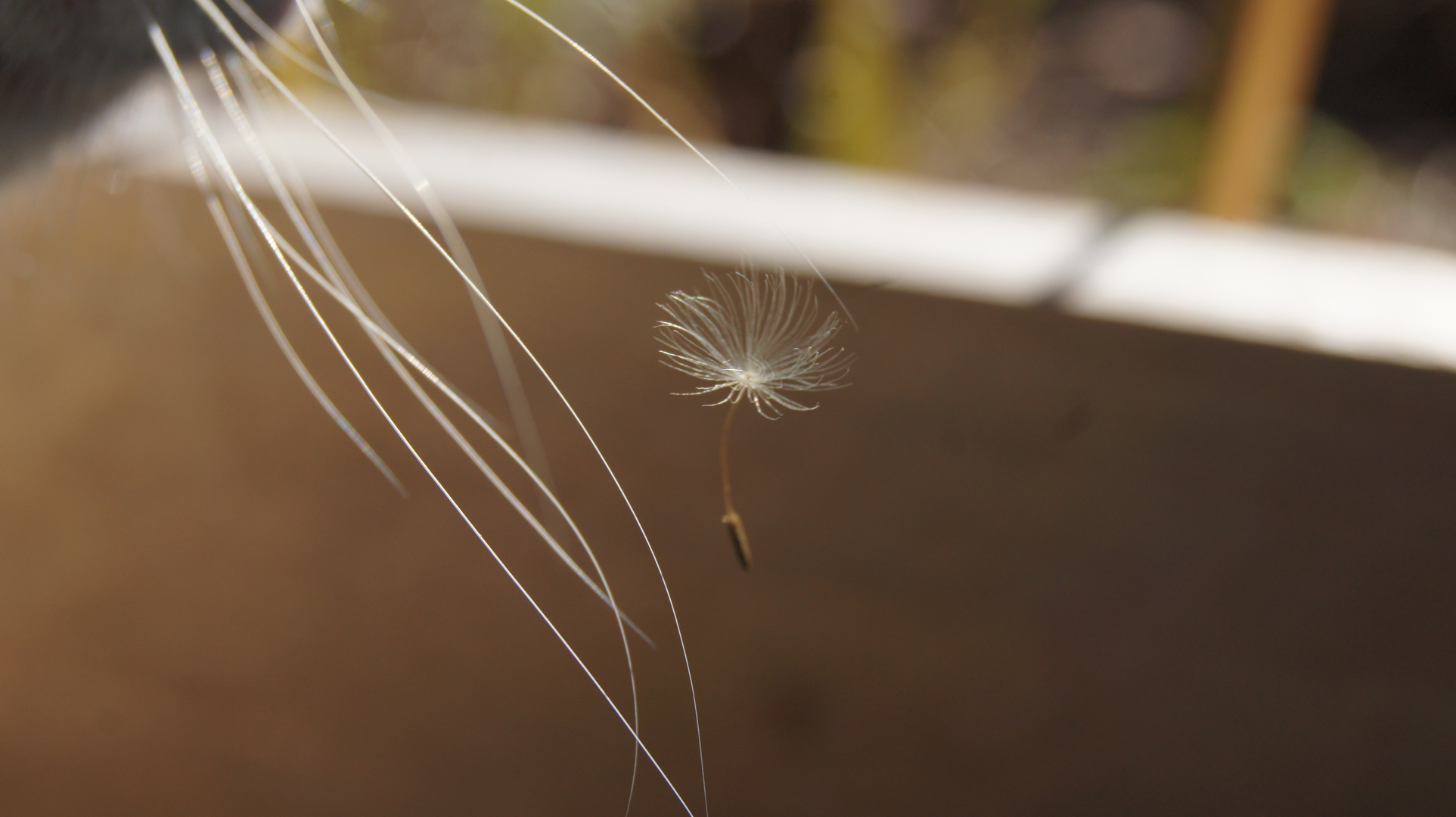 Petit parachute pris dans les moustaches du chat!!!