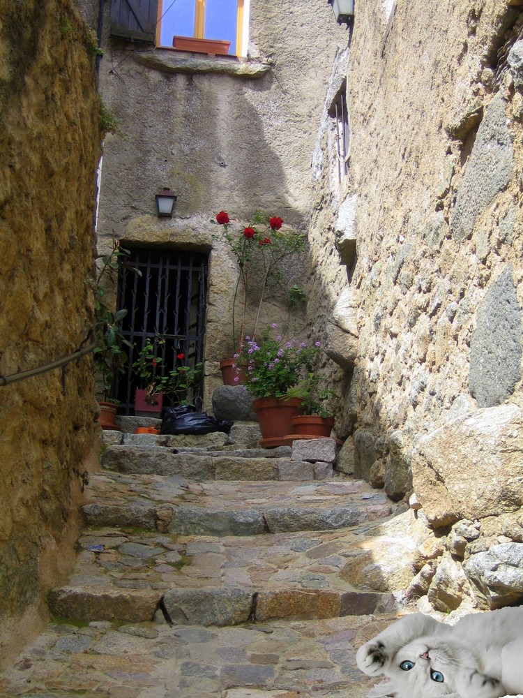 petit paresseux dans les rues de Pigna