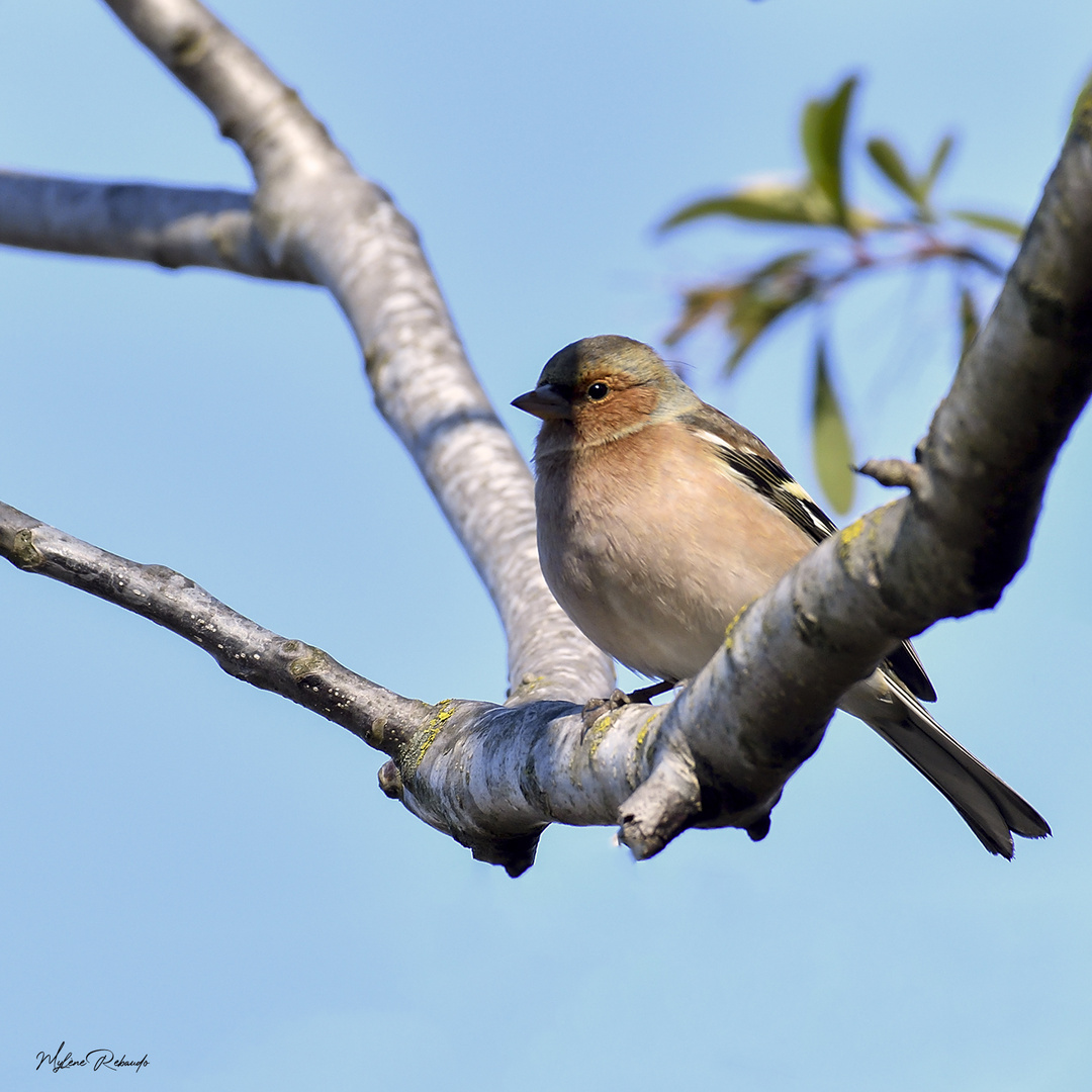 Petit pinson des arbres