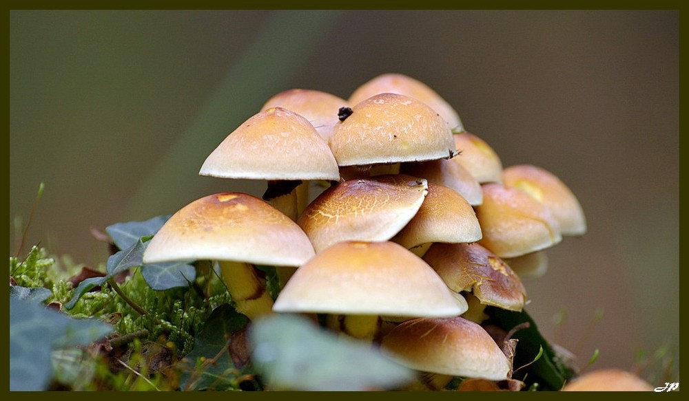 Petit plan de champignons..