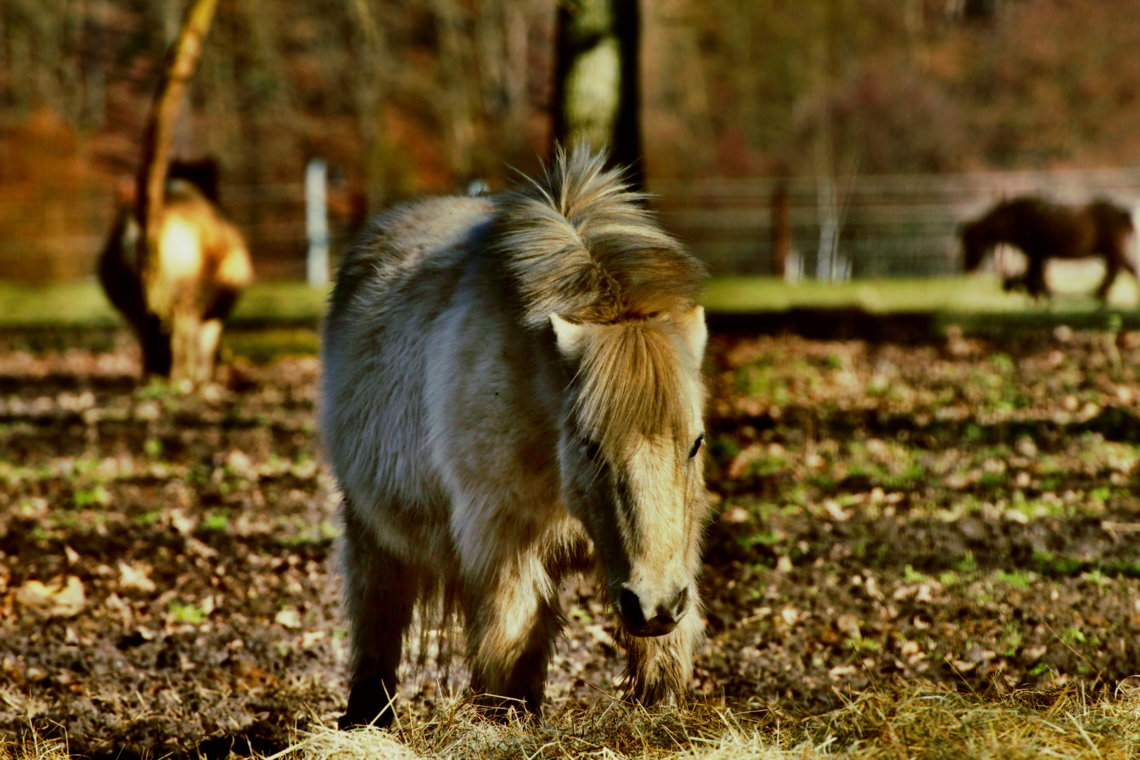 petit poney