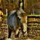 petit poney