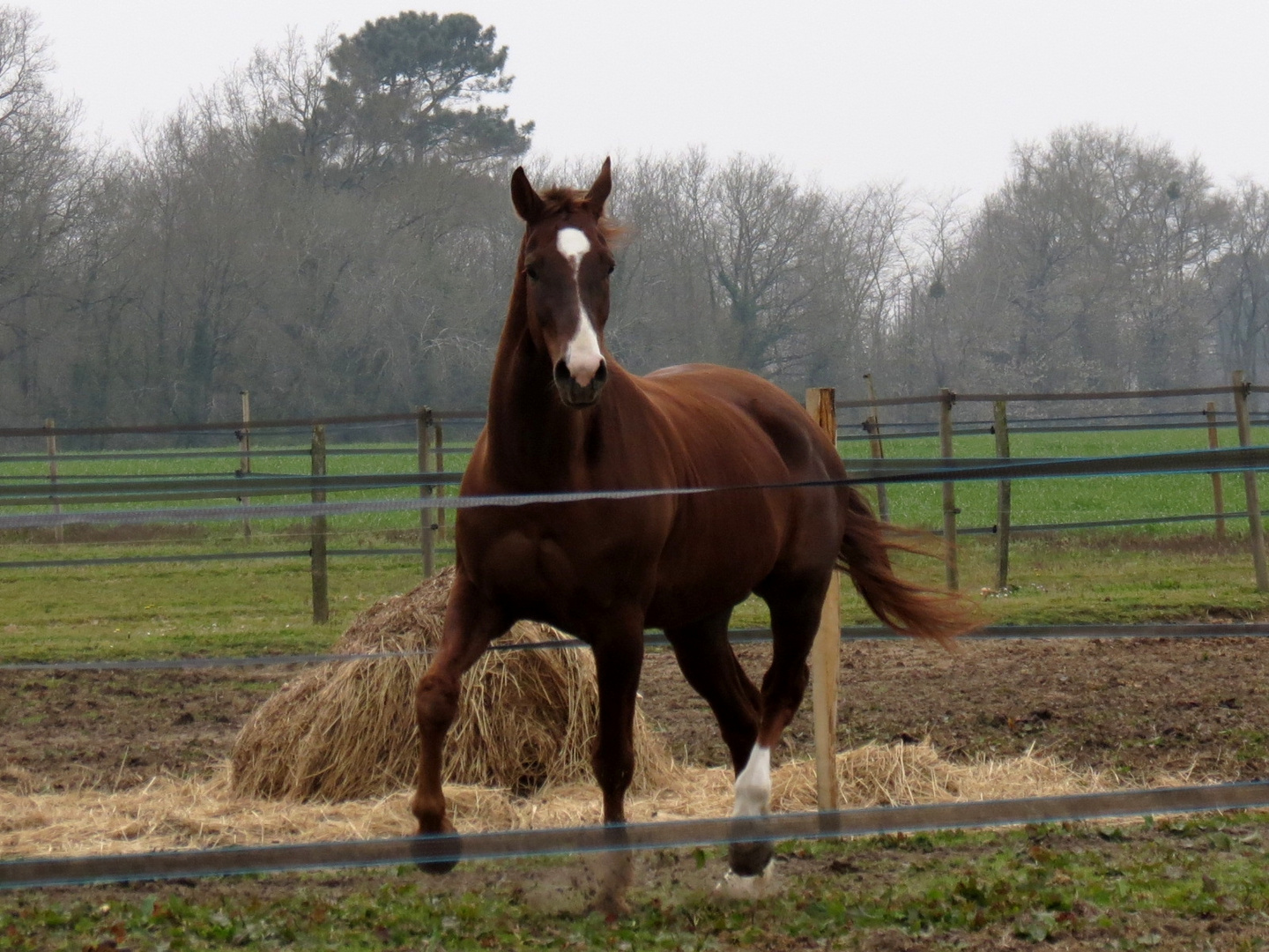 Petit poney.