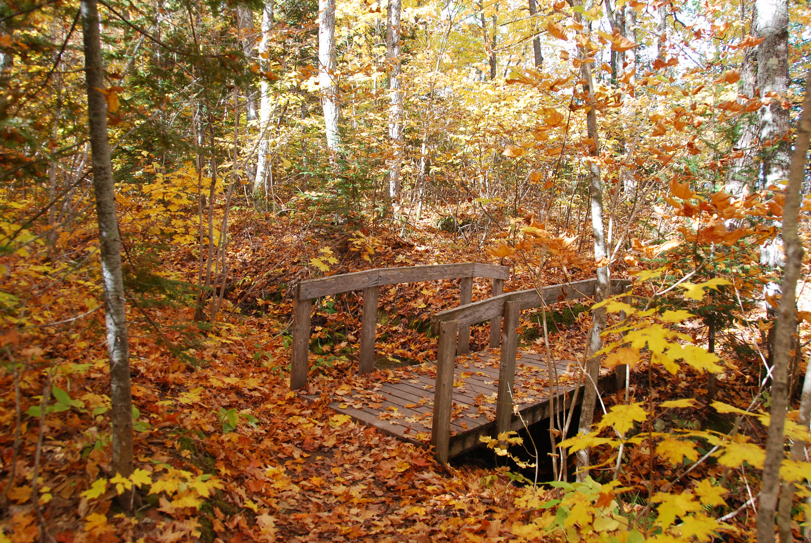 Petit pont de bois