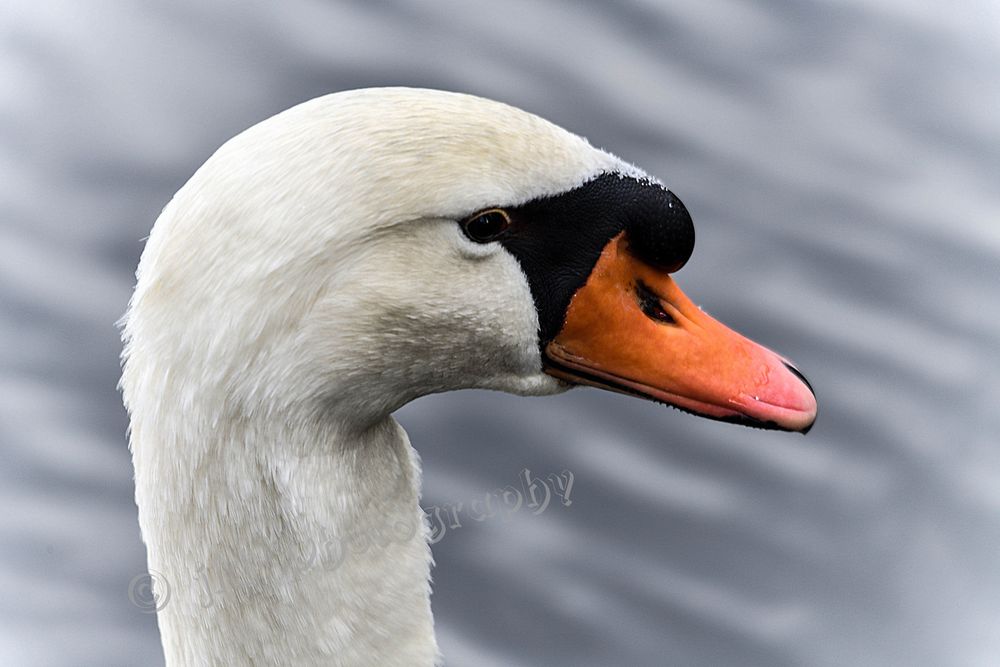 Petit portrait de Mr Cygne