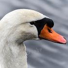 Petit portrait de Mr Cygne