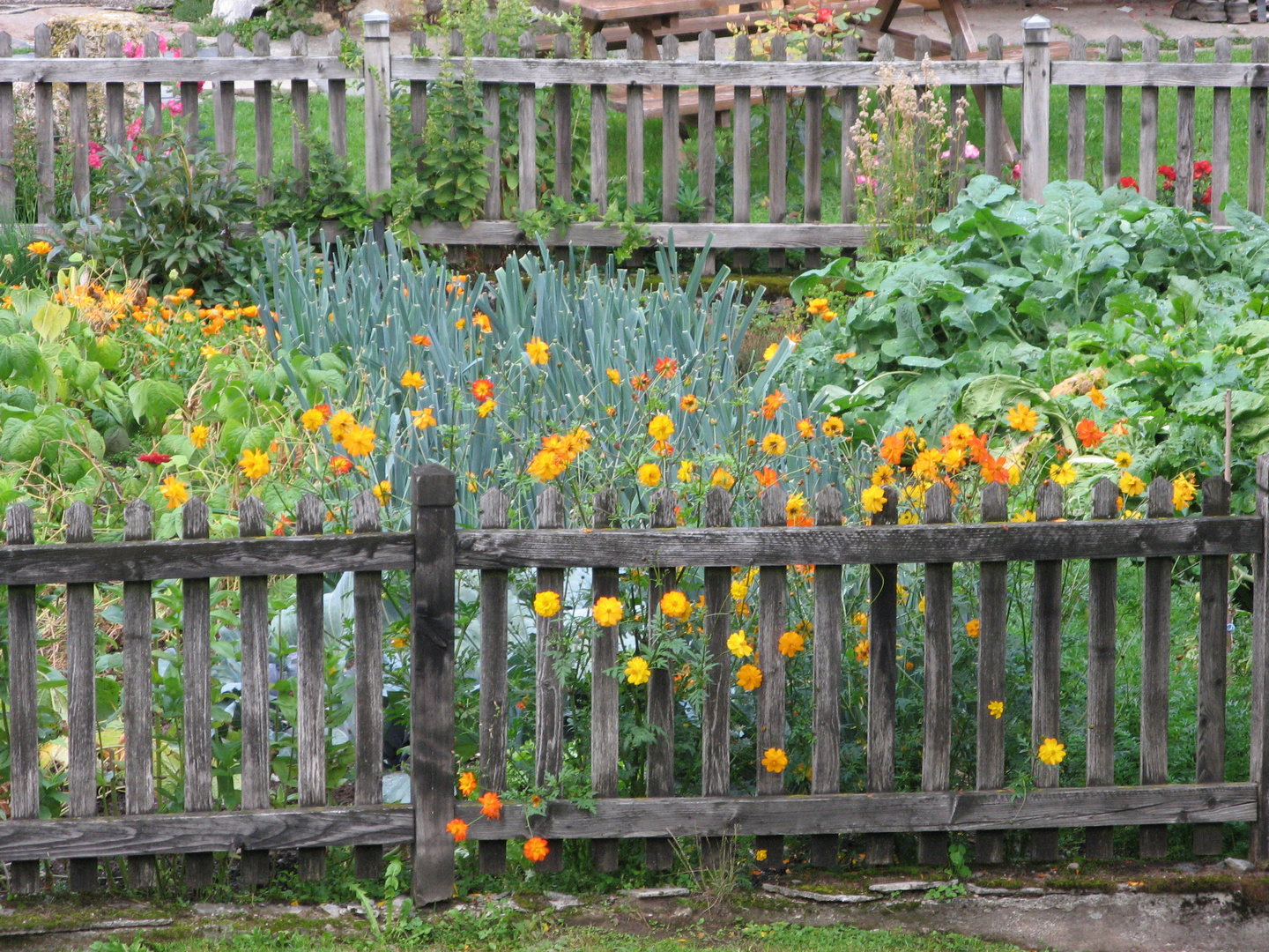 petit potager en abondance