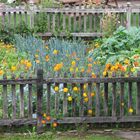 petit potager en abondance