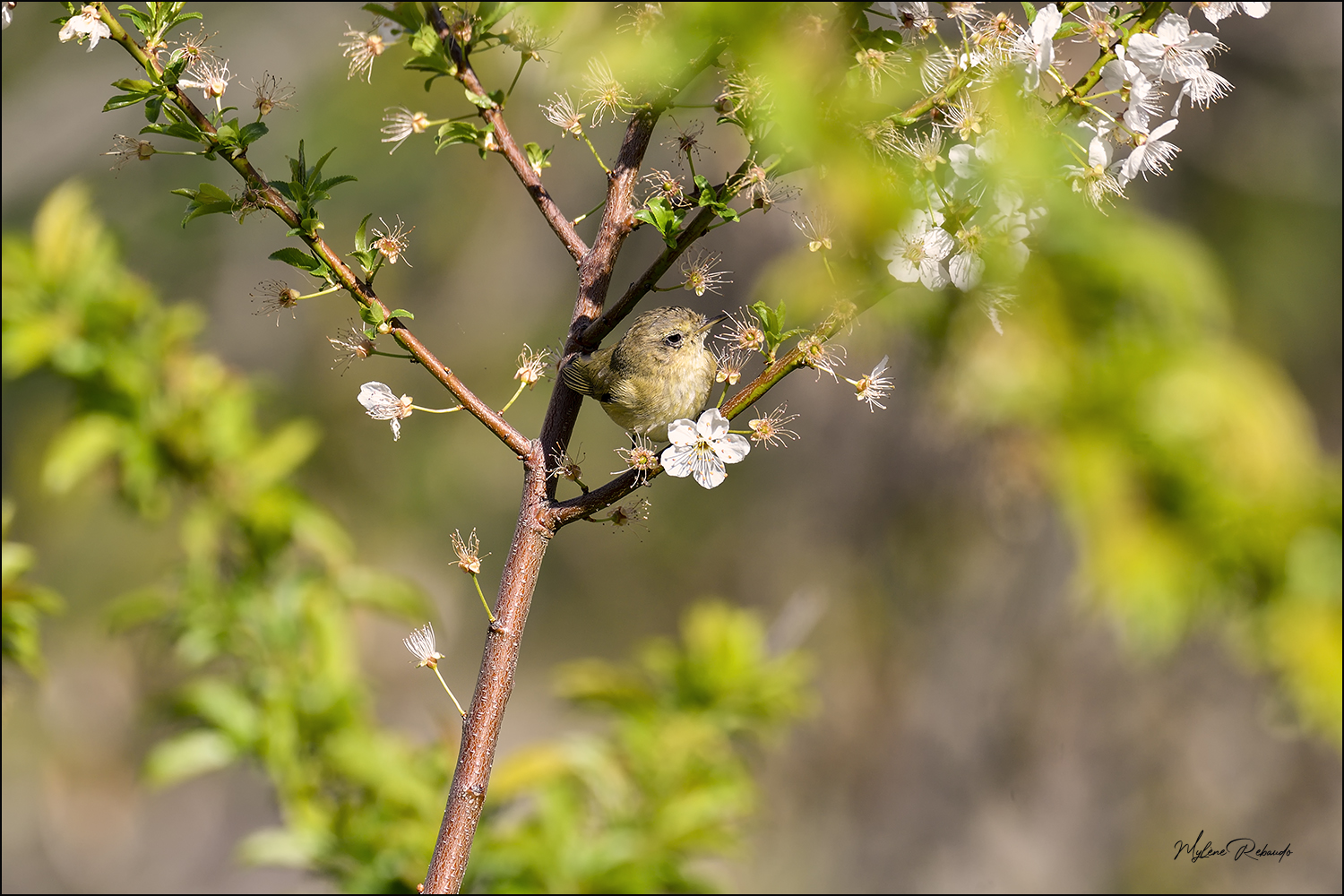 Petit pouillot au milieu des arbres en fleurs