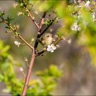 Petit pouillot au milieu des arbres en fleurs