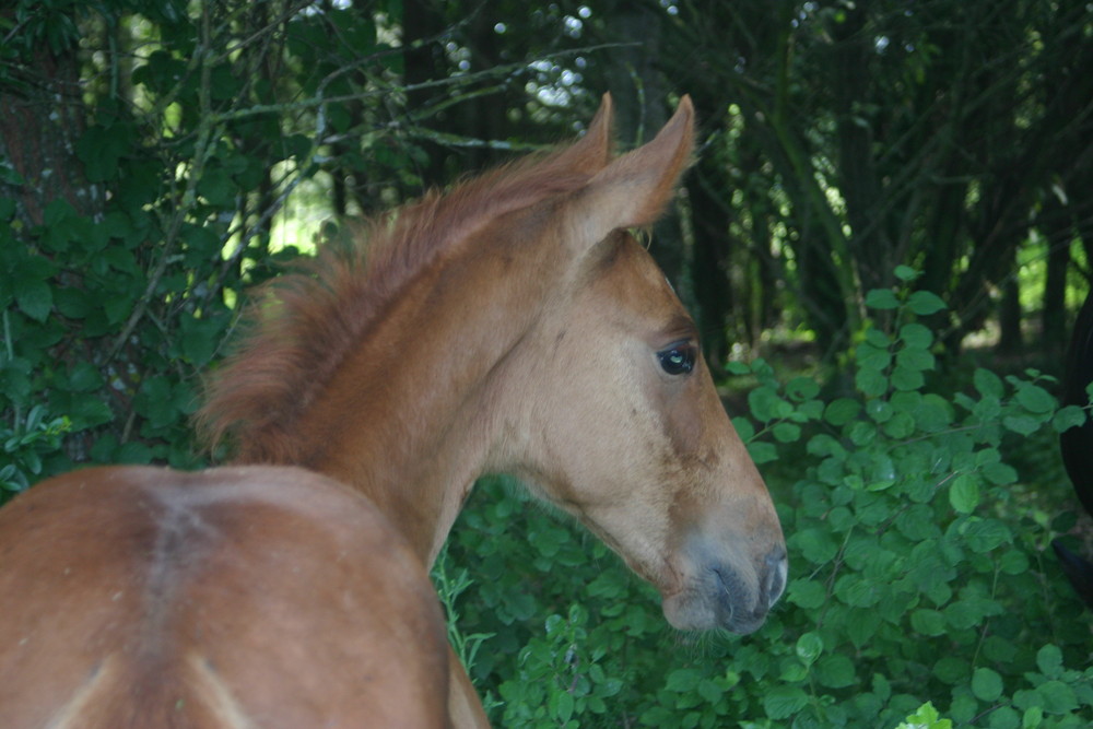 Petit Poulain deviendra Grand..