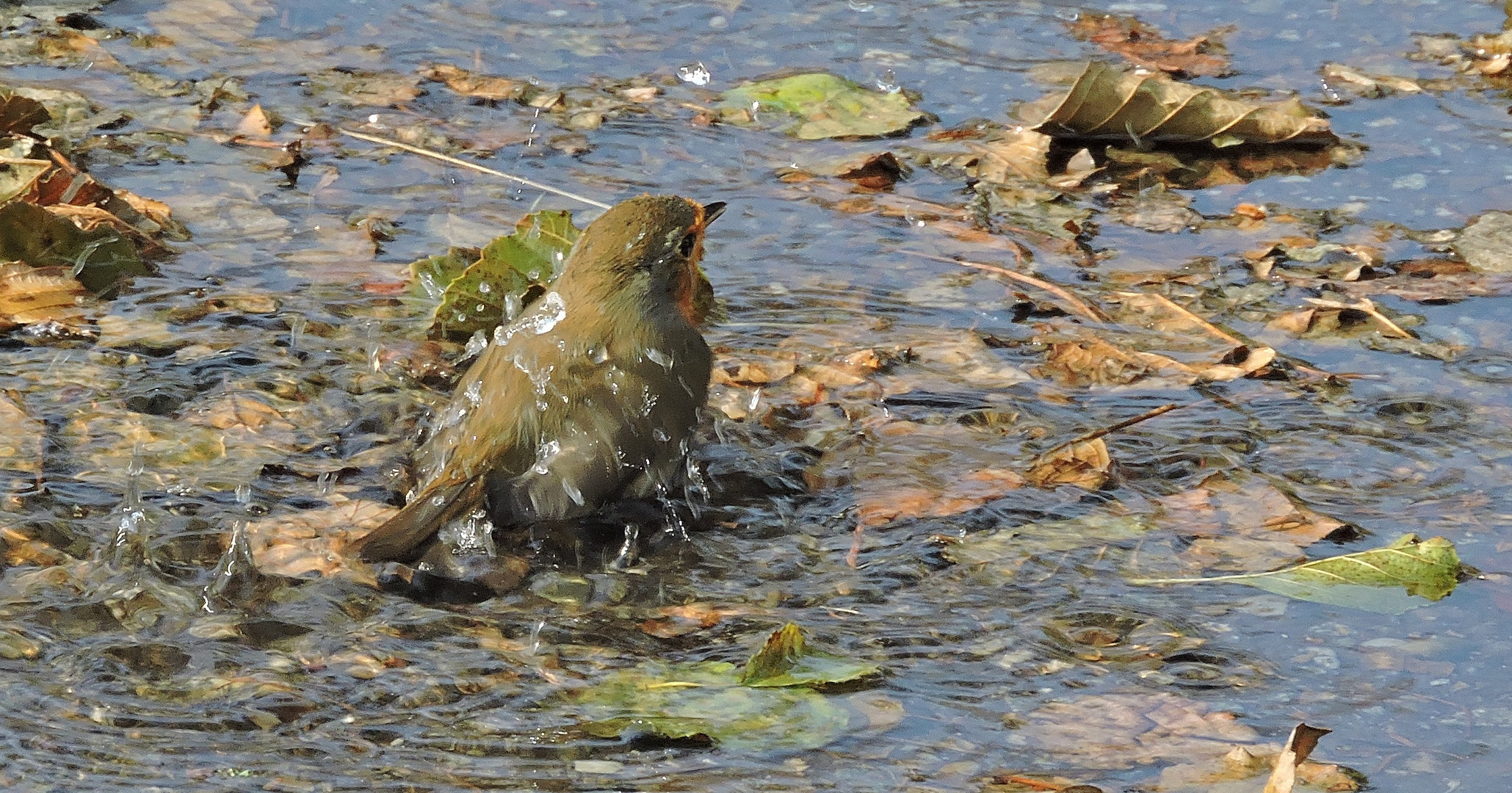 Petit rafraîchissement dans une flaque d'eau