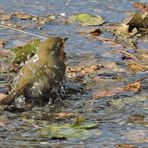 Petit rafraîchissement dans une flaque d'eau