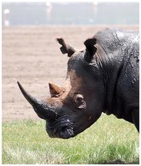 petit rhino....