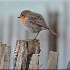 Petit Rouge gorge