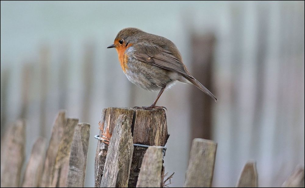 Petit Rouge gorge