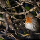 Petit rouge gorge