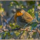 Petit rouge gorge