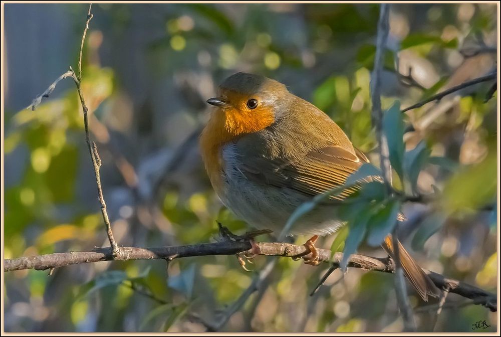 Petit rouge gorge